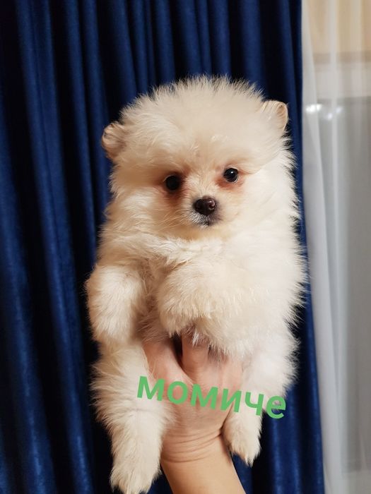 Померан померанчета