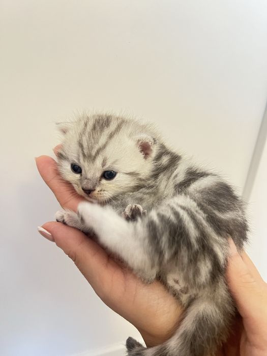 Продам котят шотландцев