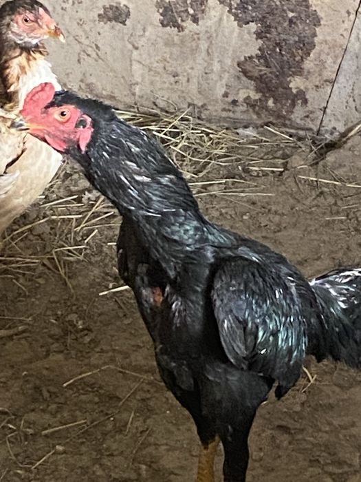 Tozza qon oshamo jujaxurozi sotiladi srochniga