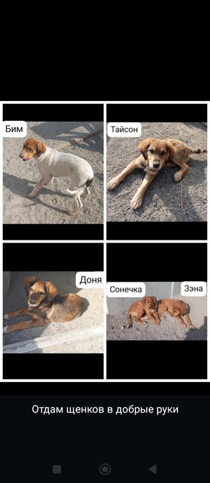 Отдам щенков в добрые руки