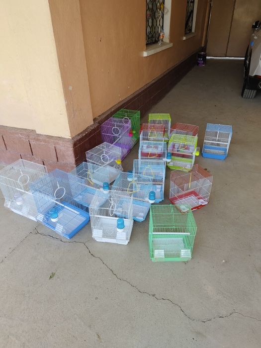 Попугай комплект