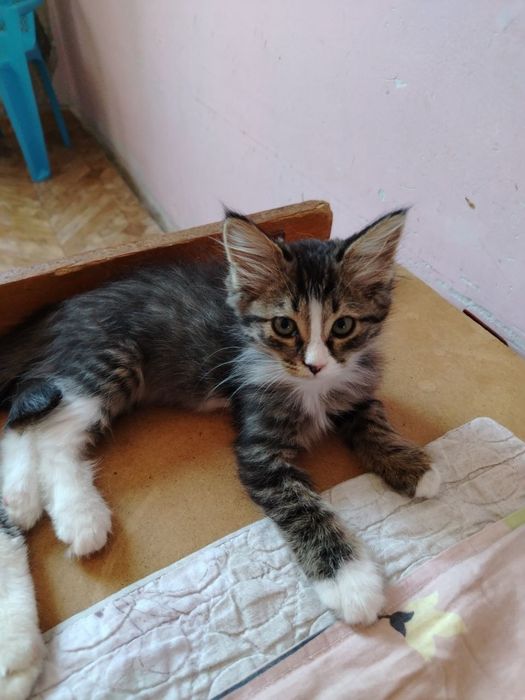 Котенок ищет дом