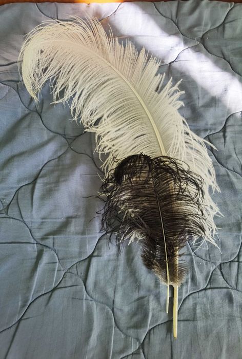 Бяло щраусово перо