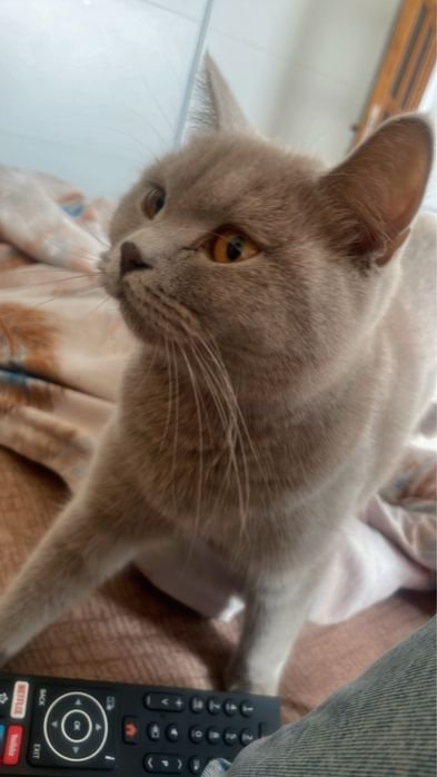Pisica British Shorthair