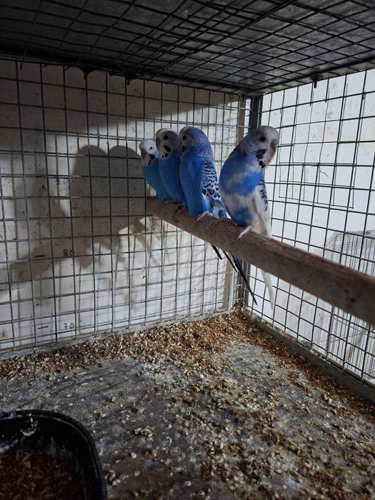 Volnistiy popugay 2 ta para