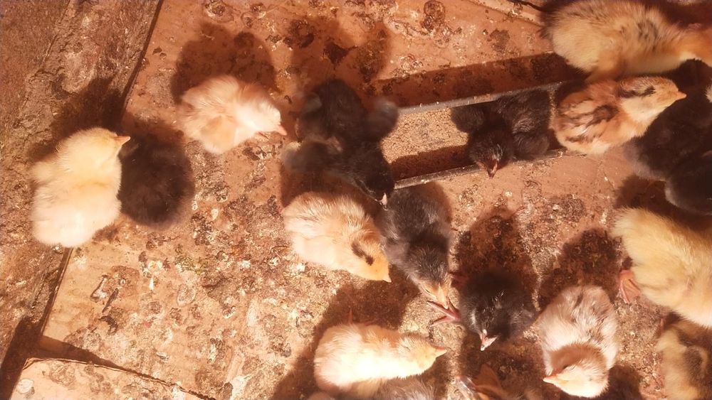 Шөдже,үйрек,қаз,үндік