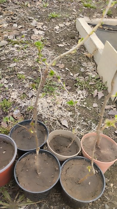 Продаю чёрную смородину