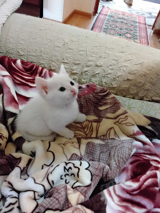 Котята белые 3 месяца все девочки лапочки