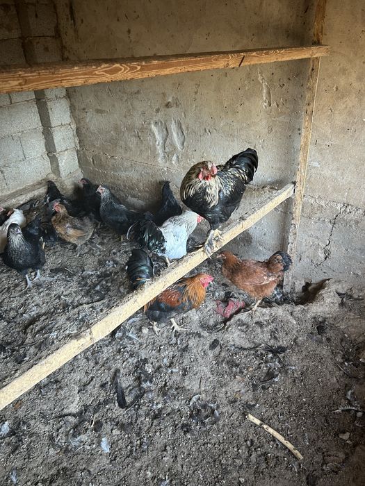 Тауық сатылады келісеміз