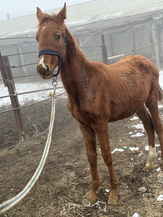 Тазаканды жабагы сатылады