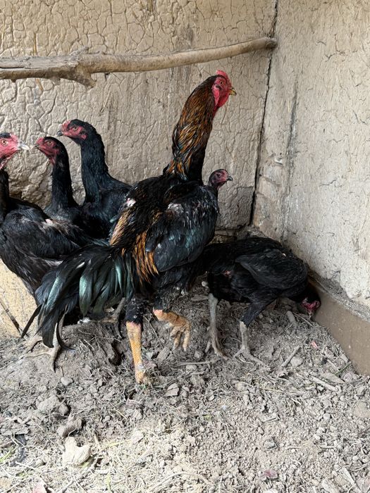 Dakan tovuq tuxumlari sotiladi.