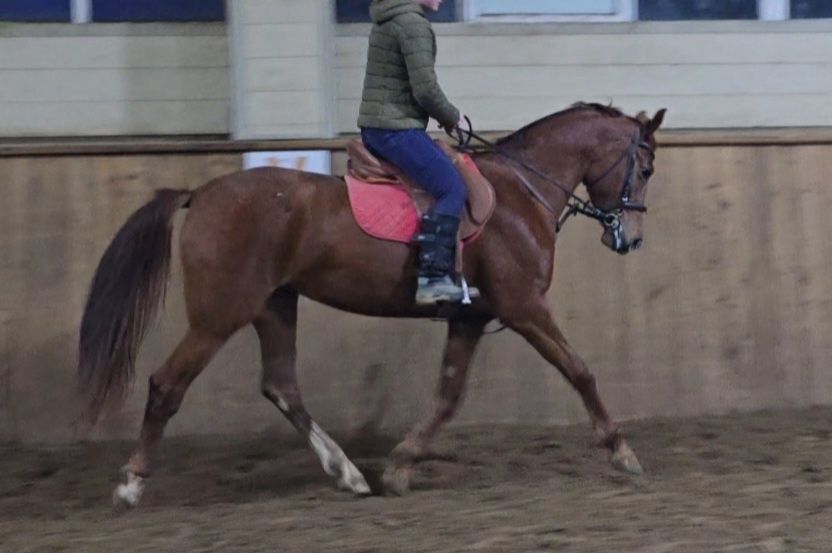 Кобыла для спорта, лошадь