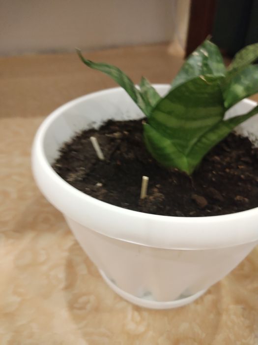 Цветы комнатные в горшках.