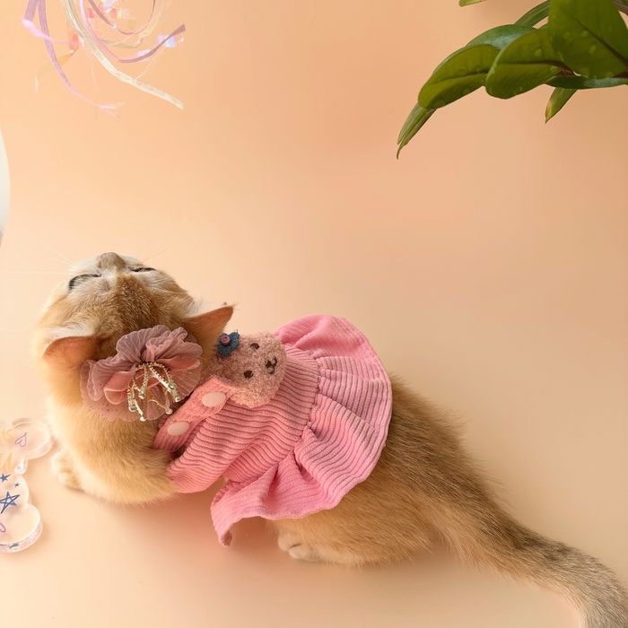 Котятa золoтыe шиншиллы для вас!