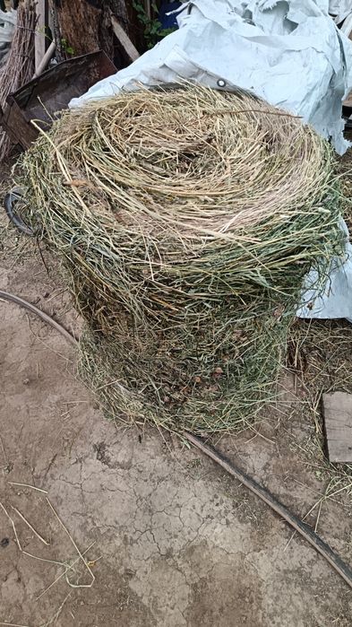 Продам сено люцерна с содовым травами