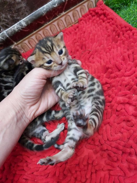 VIP КОТЯТА- Бенгальские!