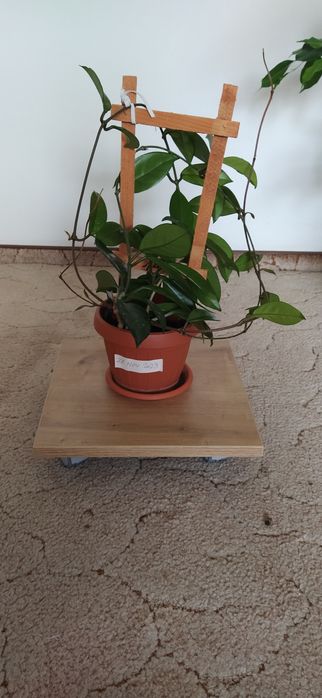 Vând ficus Benjamin și cactus Ephifilium