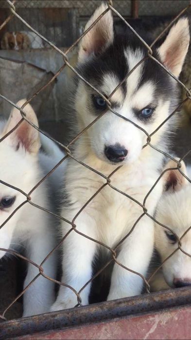 Голубоглазаяя девочка хаски 40 дней