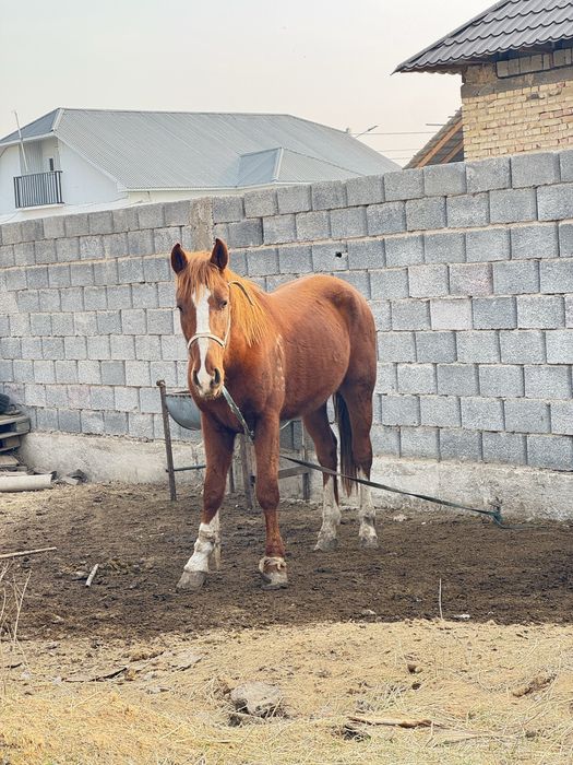 Көкпар аттың баласы сатылады