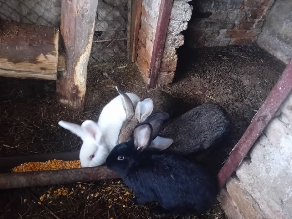 Vând cușca pt iepuri și iepuri masculi și femele.