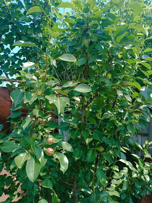 Дом в центре Жилянки