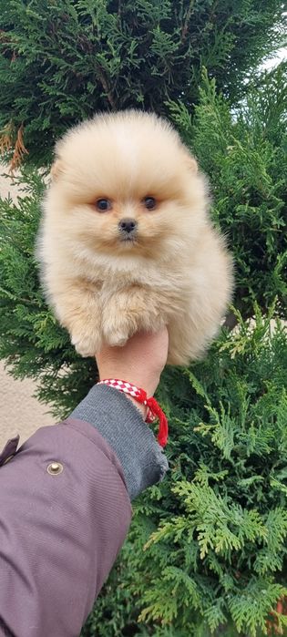 Померан поверанче