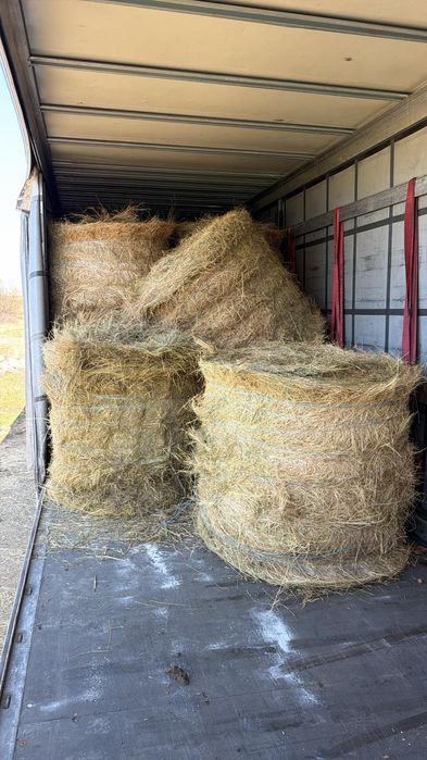 Baloti fan 250-500 Rotunzu 40 Fan or Lucerna.La TIR>RO Ferma chirie

Baloti se aduc pe garantie.
Uferim si cerem seriozitate. 
Nu ducem la BUCATA

Doa