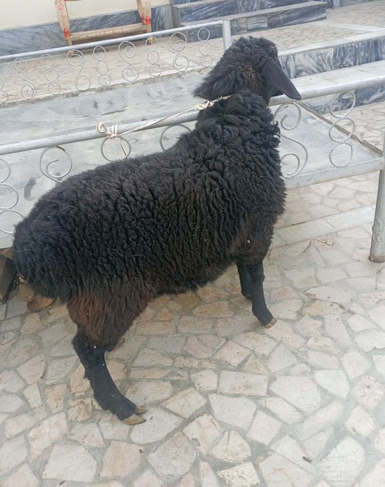 Bugʻoʻz qoʻy sotiladi