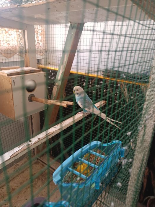 Karella sotilati parasi 350 ming