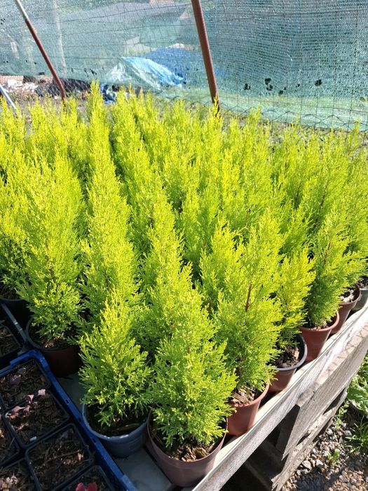 Producator vand iarba albastra si diferite plante ornamentale