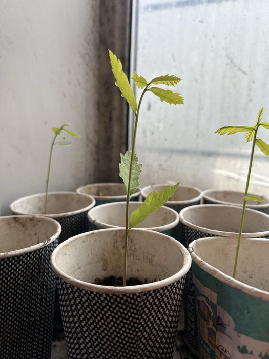 Саженцы ель, сосна, дуб