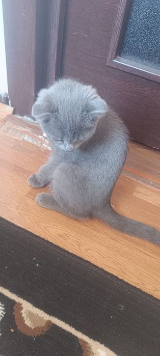 4 oylik mushukcha sotiladi.