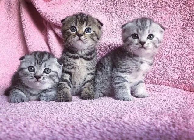 Красивейшие Котята