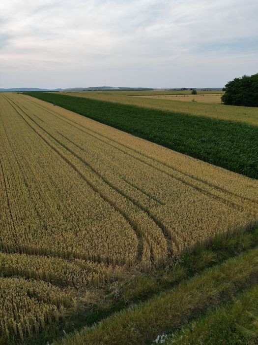 Teren de vânzare – 2.800 mp – între Frumoasa și Liteni