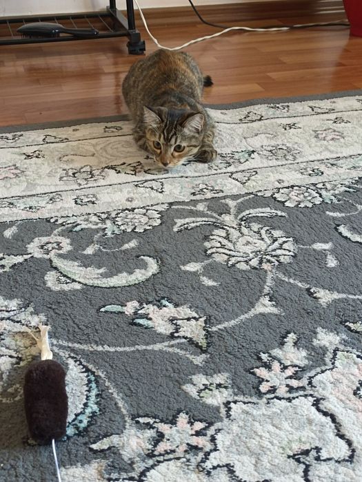 Отдам кошку в добрые руки