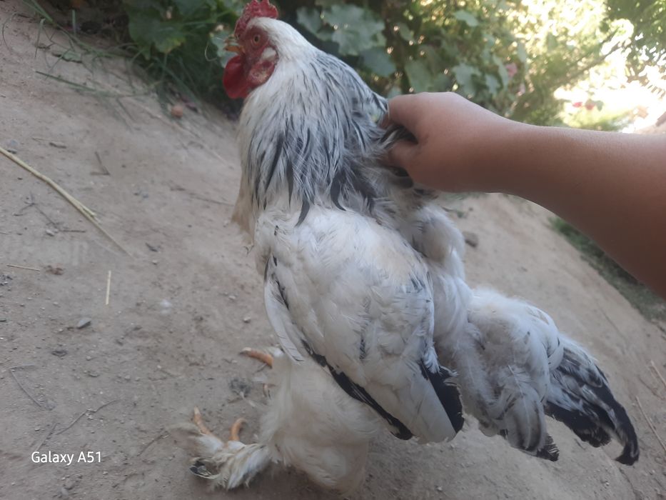 Зотдор Хуроз сотилади