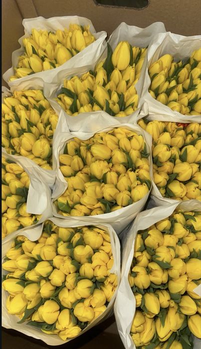 Тюльпаны банчами