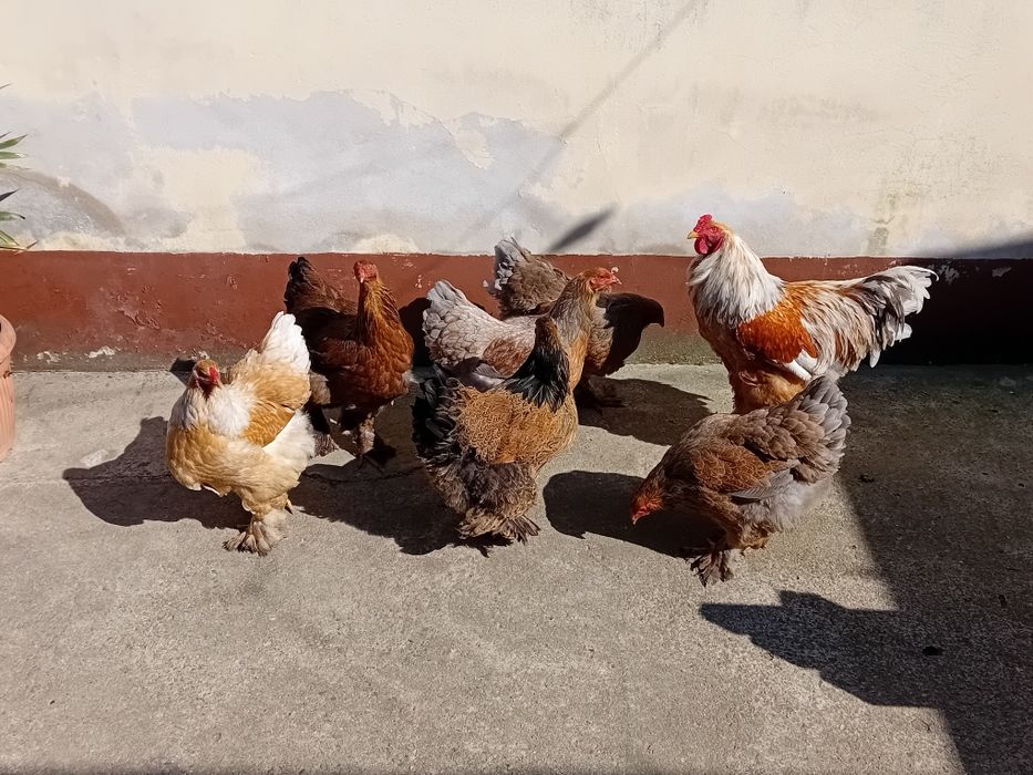 Oua de incubat brahma