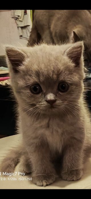 Британски късокосмести котета
