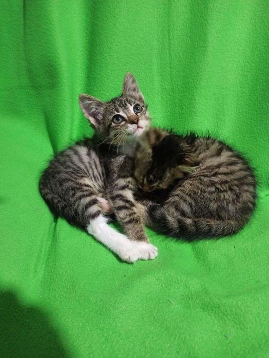 Подарю двух котят,им 1,5мес,девочки