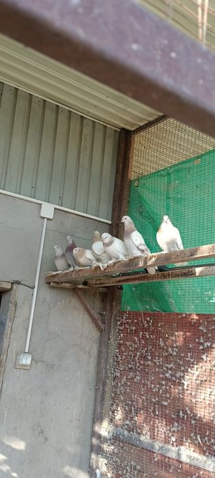 Продам голубей игровых