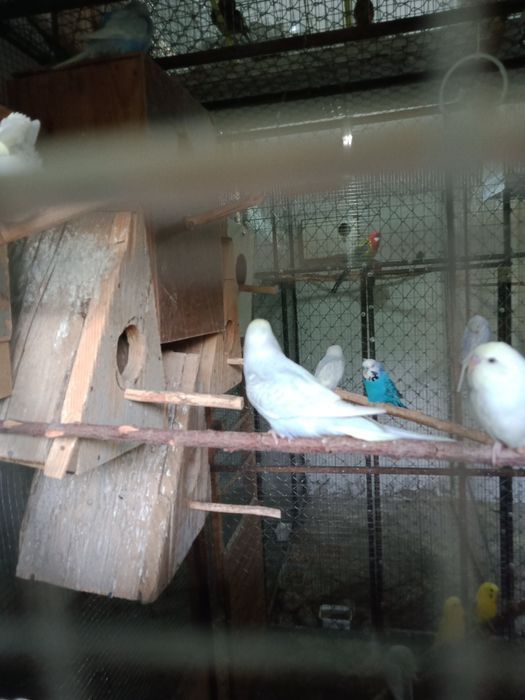 Продаются волнистые попугаи