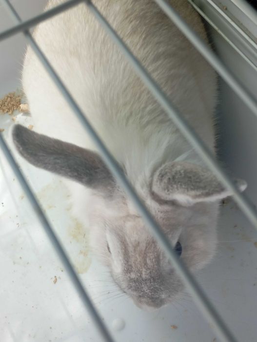 Кролик домашний декоративный