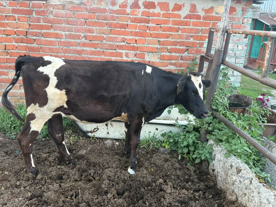 Продам годовалый  молодняк Крс