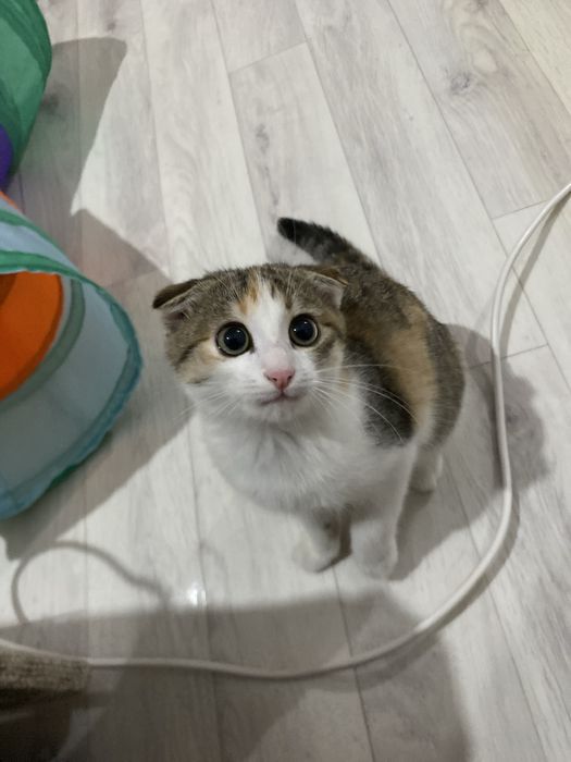 Үйге үйренген марғау сатылады