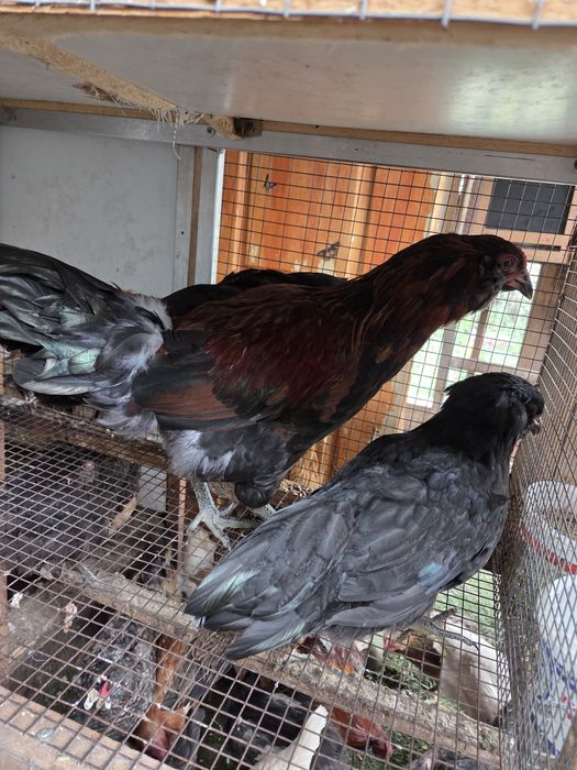 Молодая семья амераукана.