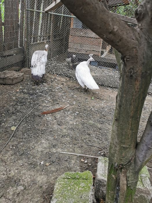 Păuni maturi familie 2023
