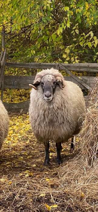 Berbec de vânzare foarte mare și bun de montă