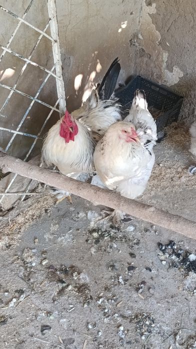 Brama tovuq xòroz