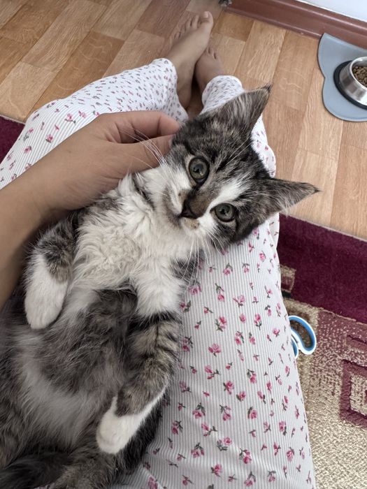 Котенок/ котик/ кошка